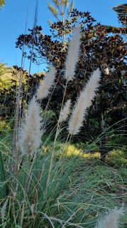 2024-01-GranCan-Jardin_de_la_Marquesa-099.jpg